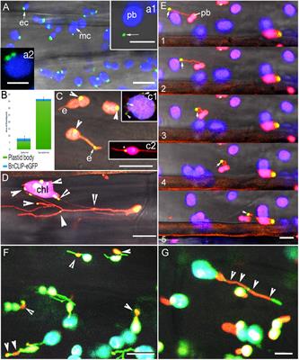 Membrane contacts with the endoplasmic reticulum modulate plastid morphology and behaviour